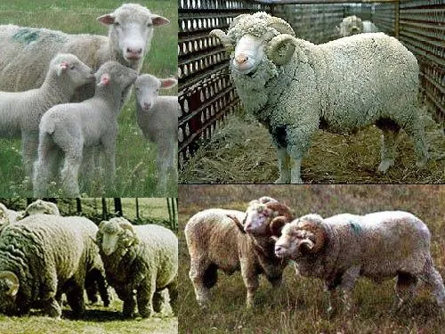 Бурола Меріно (Booroola Merino)