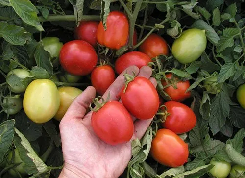 Ескорт / Eskort