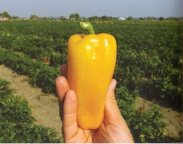 Пірует F1 /  Pirouet F1