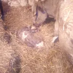 Фото Бура Карпатська