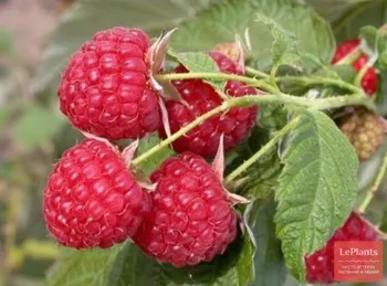 Сорти малини Ласка