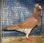 Фото Остравський багдет