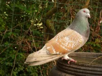 Фото Каучо (Кушва, Кашуа)