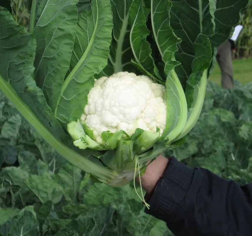 Немо F1 / Nemo F1