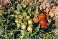 Фото Северянка