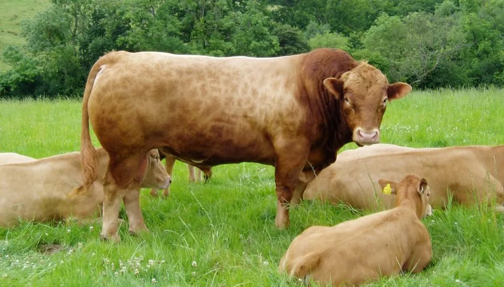 Гельбвіє (Gelbvieh)