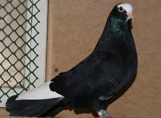 Курський високольотний