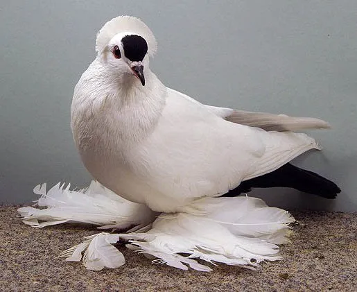 Саксонський з плямкою