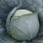 Фото Браво F1 / Bravo F1