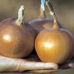 Фото Корона F1