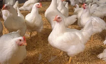 Породи курей Кобб 500