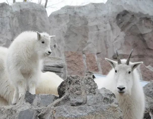 Снігова коза