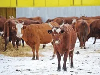 Фото Калмицька