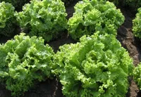 Фото Златава / Zlatava