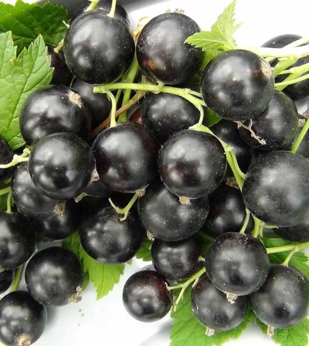 Либідь смородина чорна