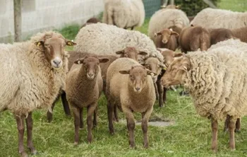 Породи овець Кобургер Фуцсхаф (Coburger Fuchsschaf)