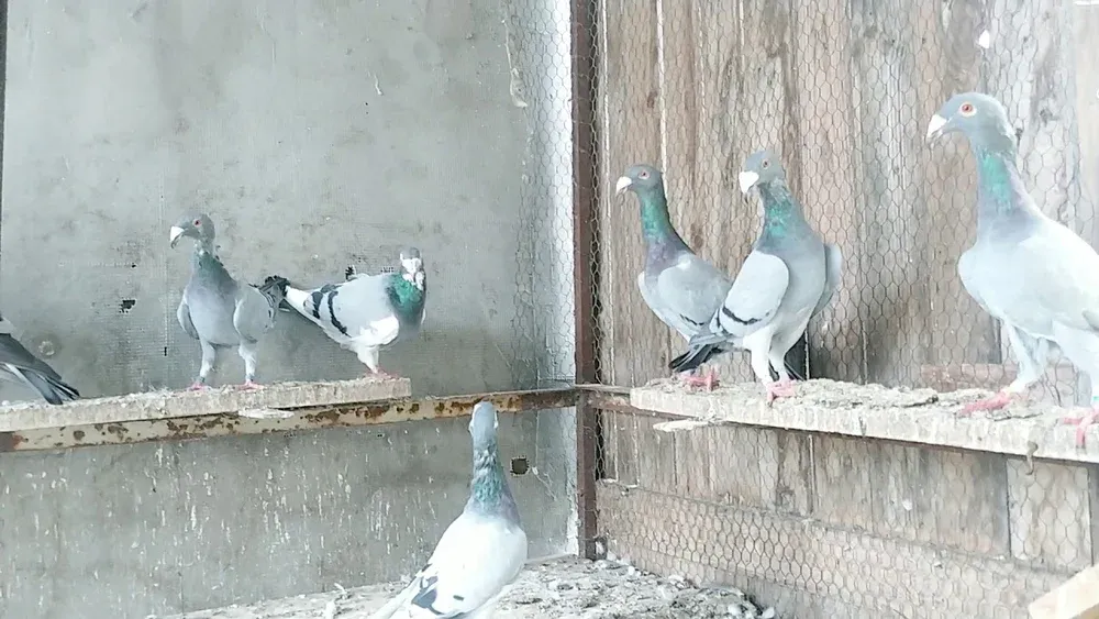 Ченстоховський багдет