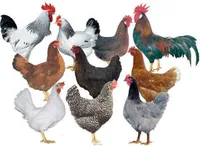 Фото Домінант