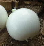 Фото Орізаба F1 / Orizaba F1