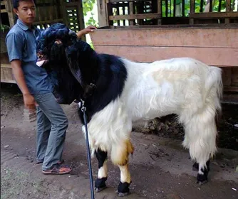 Породи кіз Джамнапарі