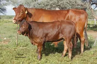 Фото Бонсмара