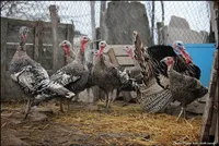 Фото Parma e Piacenza