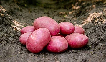 Романтика (Romantica)