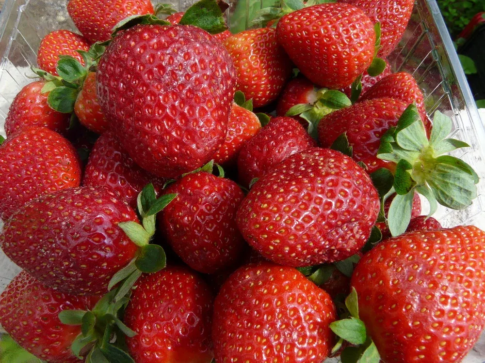 Камароза (Camarosa)