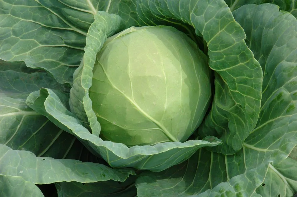 Пандіон F1 / Pandion F1