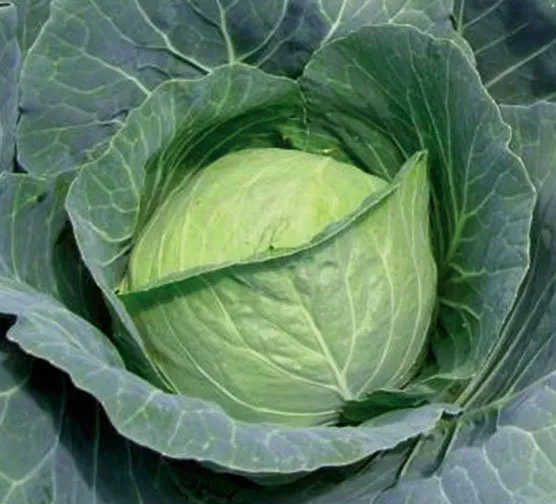 Шармант F1 / CharmantT F1