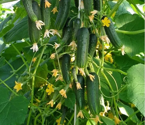 Балконний F1