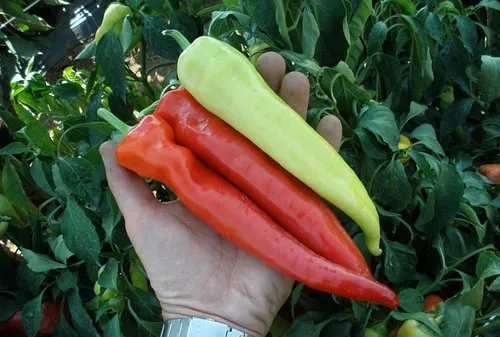 Семарог / Semaroh