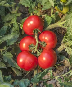 Сорти помідорів Джокер F1 / Joker F1