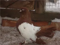 Фото Уральський статний