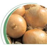 Фото Кваттро F1 / Quattro F1