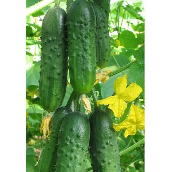 Молодший лейтенант F1