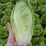 Фото Гелбус / Gelbus