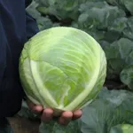 Фото Ріекшен F1 / Reaction F1