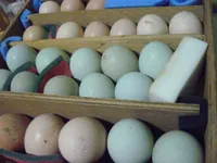 Фото Синь Синь Дянь