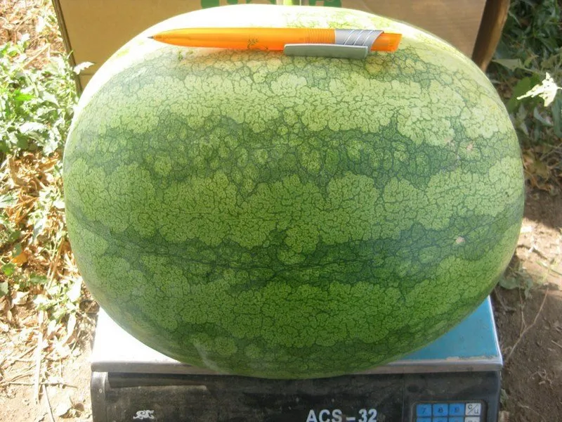 Саги F1 / Sagi F1