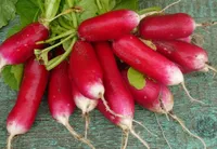 Фото Редис Славия