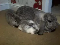 Фото Німецький Баран