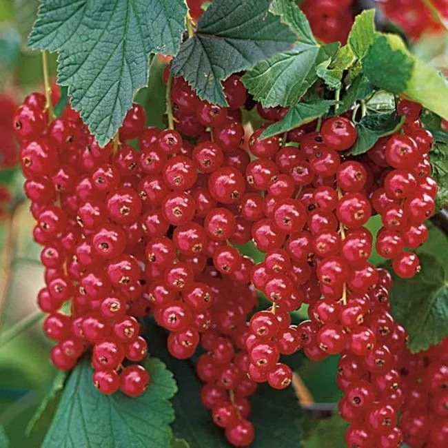 Джонкер Ван Тетс