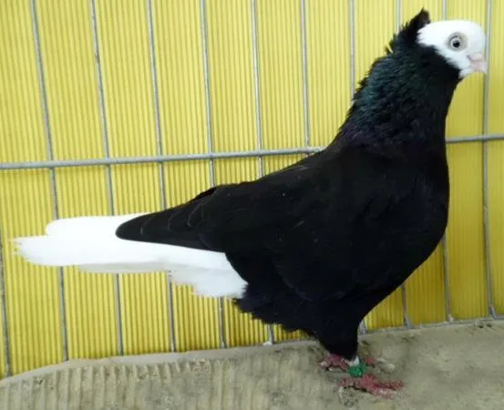 Гамбіненський білоголовий турман