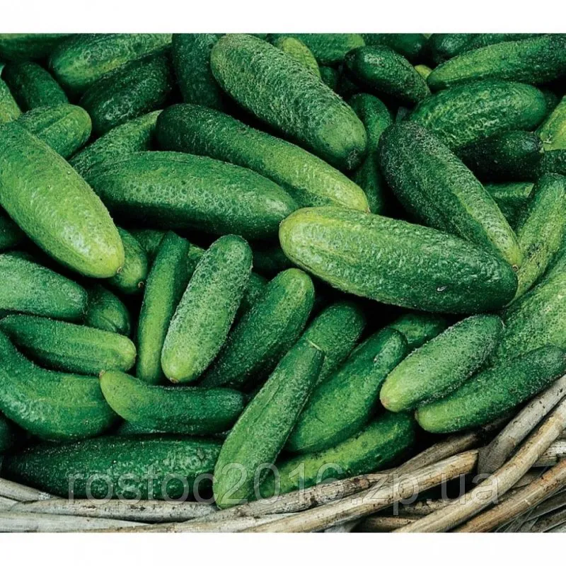 Козирна карта F1