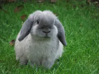 Фото Карликовий Баран