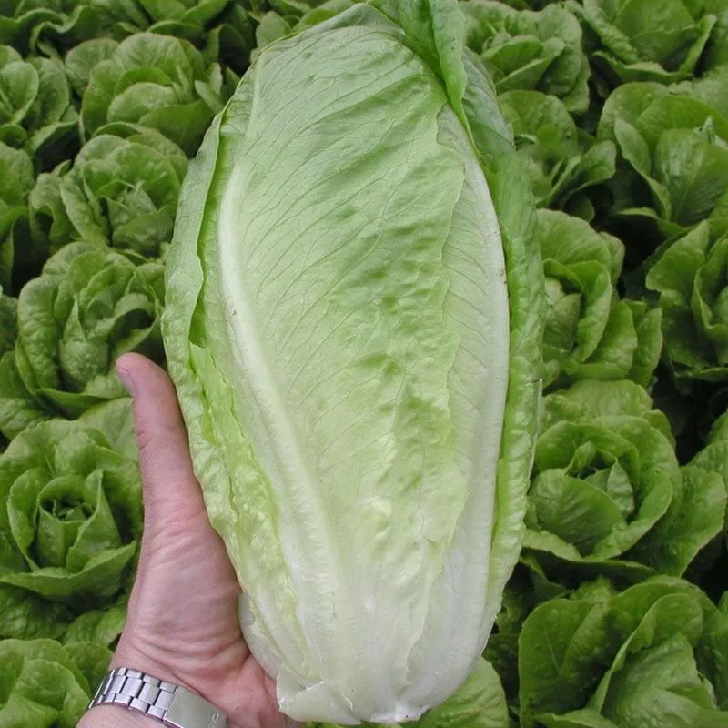 Гелбус / Gelbus