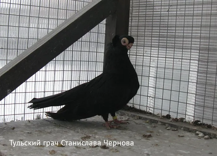 Тульський Жук (Грач)