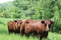 Фото Американський молочний Девон