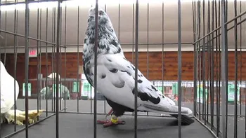Породи голубів Рант (Giant Runt)